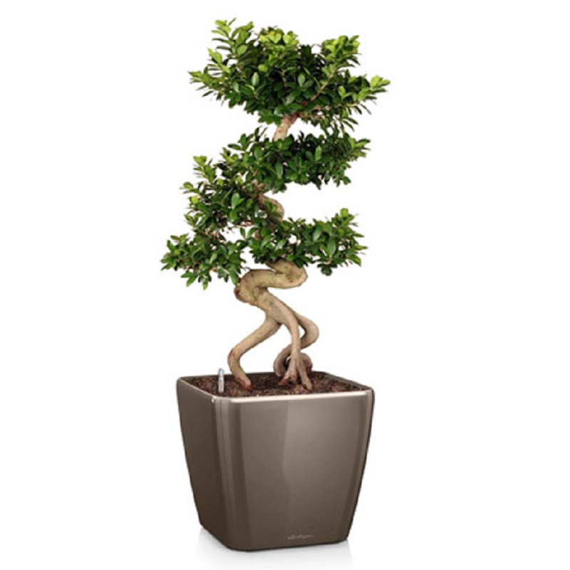 ����� ������ + QUADRO LS 43