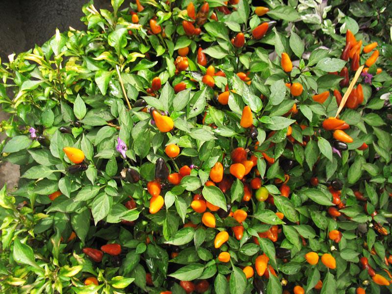 �������� (�����) ����� 45/14