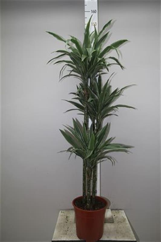 ������� ����� ���� 30/12