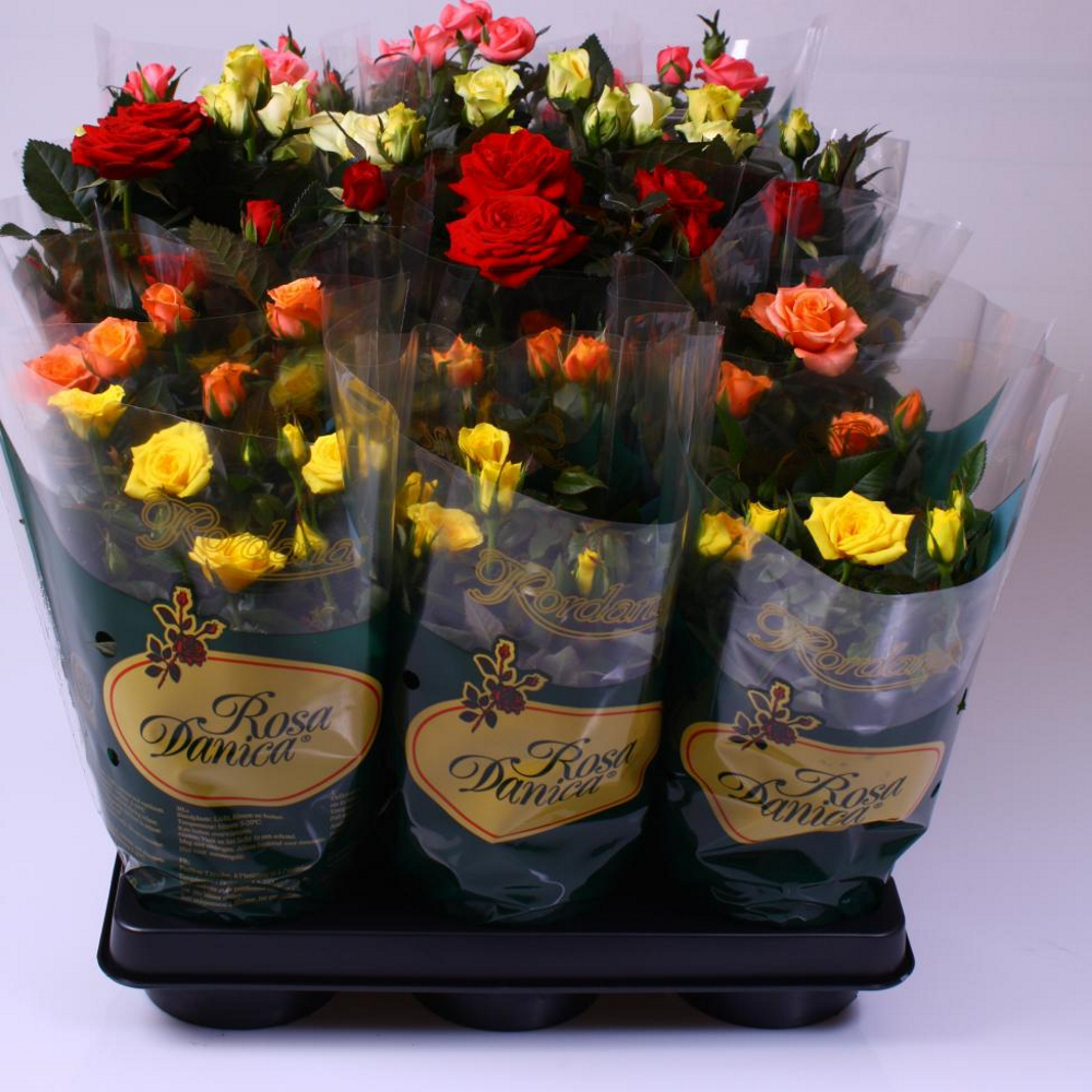 ����� ���� 30/10