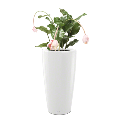 ��������� ��������� + RONDO 32