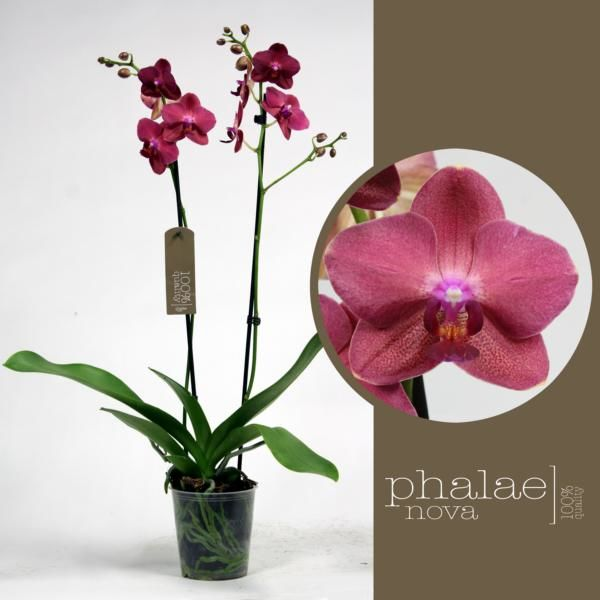 ������� ���������� ���� yess