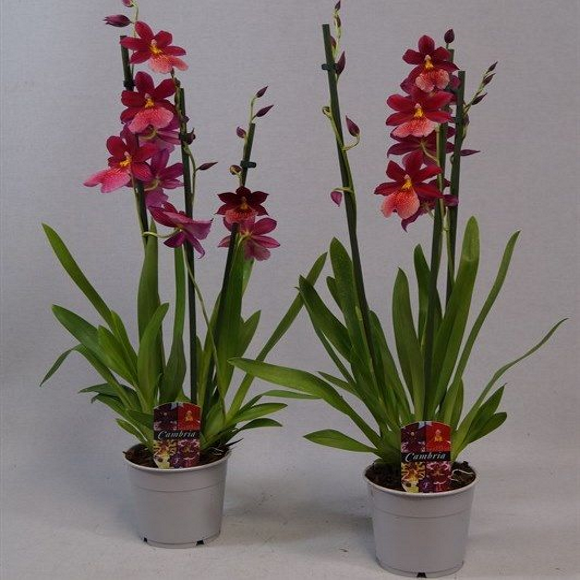 ������� ������� ���������� �����