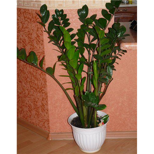 ������������ 50/12