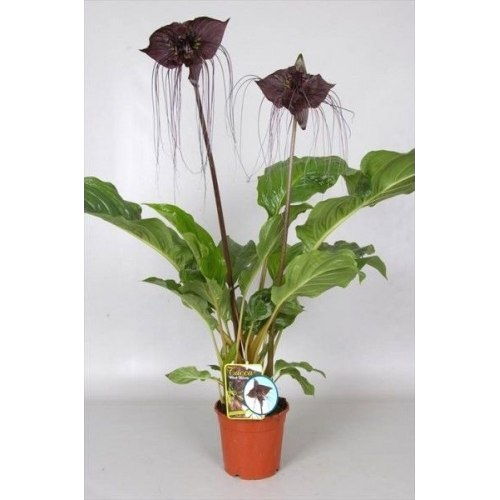 ����� 100/19