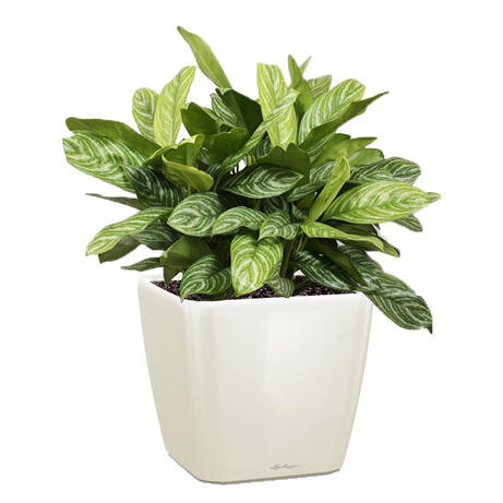 ��������� ������� ���� + QUADRO LS 21