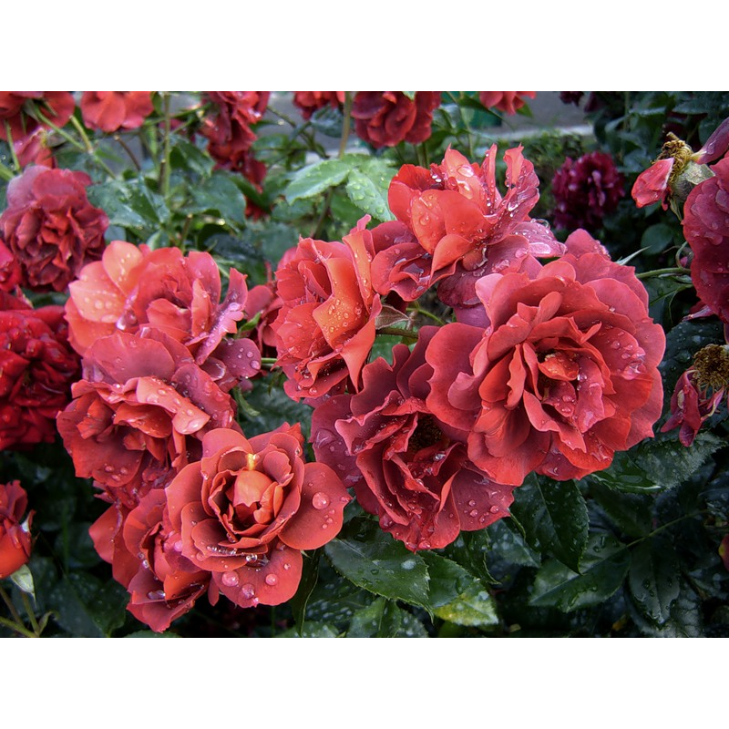 ���������� 65/15