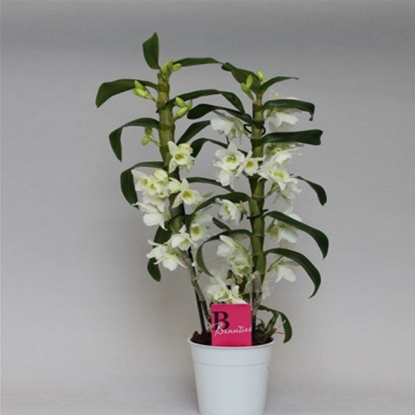 ������� ���������� ��������