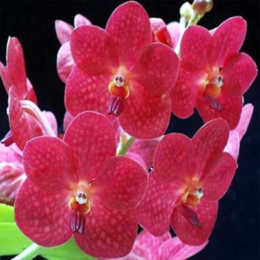 ������� ����� ������� (���������)