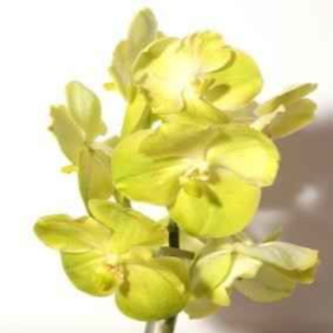 ������� ����� ����� ���� (���������)