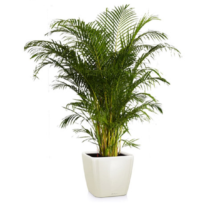 ��������������� ����� + QUADRO LS 35