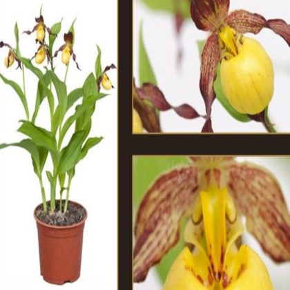 ������� ����������� �������