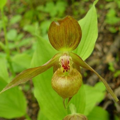 ������� ����������� ���������