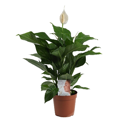 ����������� ���� �������� 100/24