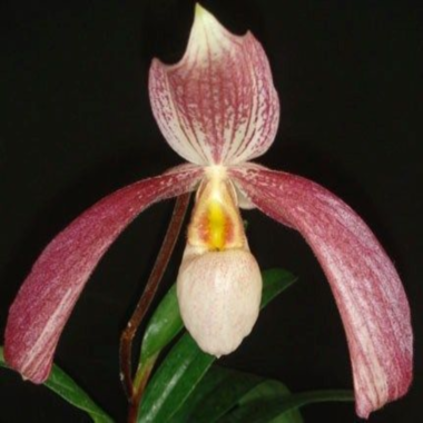 ������� ������������ ����������� ������