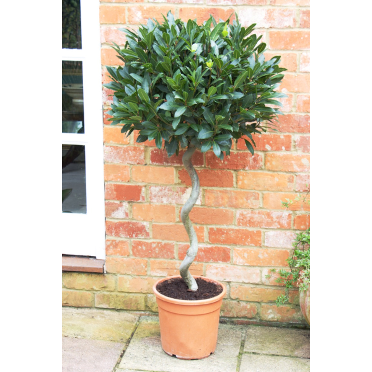 ���� ����� ������� 160/32