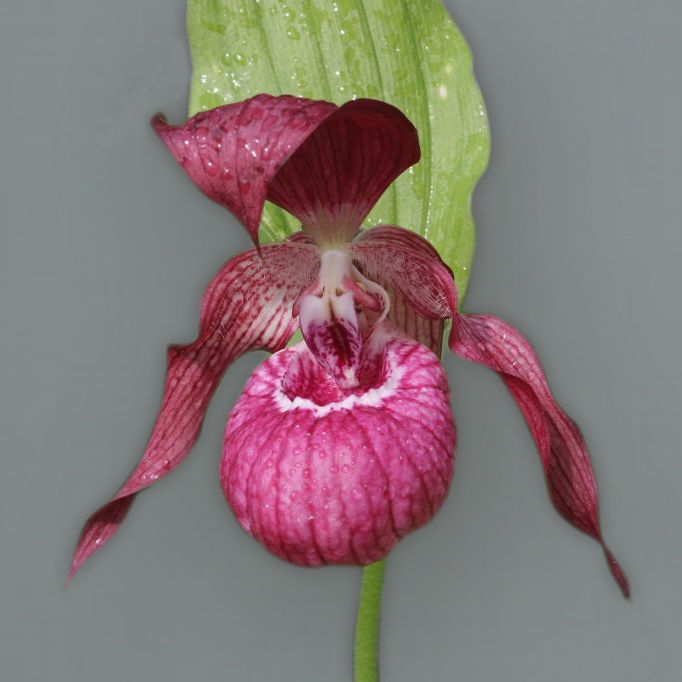 ������� ����������� ����������� ����