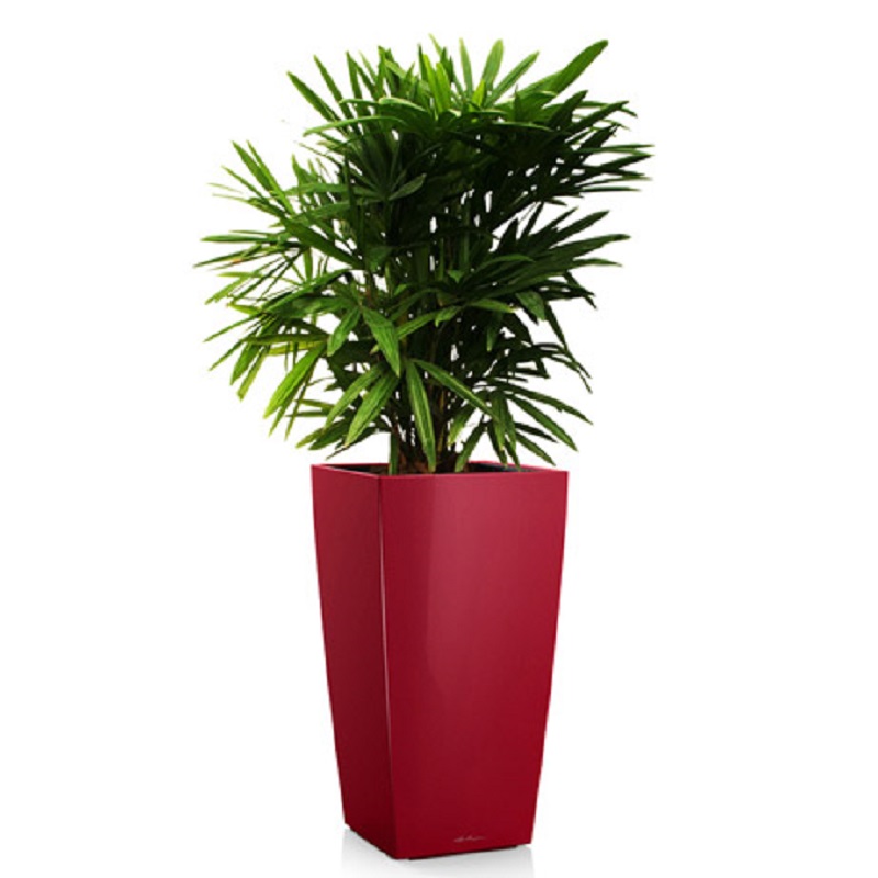 ����� + CUBICO 30