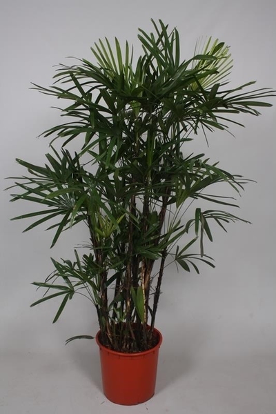 ����� �������� 160/35