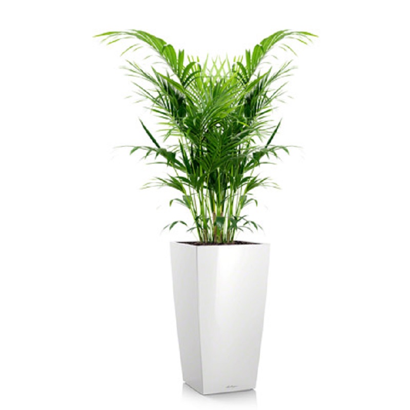 ����� + CUBICO 30