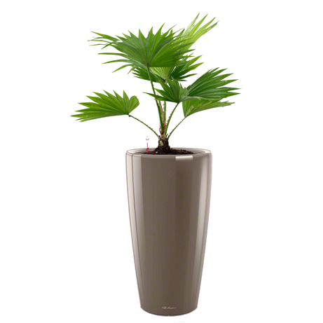 ��������� ������������ + RONDO 32