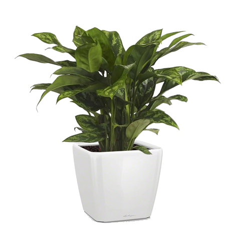 ��������� ����� + QUADRO LS 21