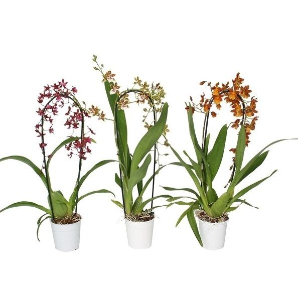 ������� ������� �������� ���� ������