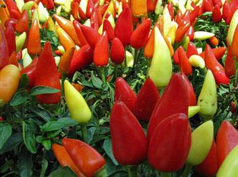 �������� (�����) ������ 25/10