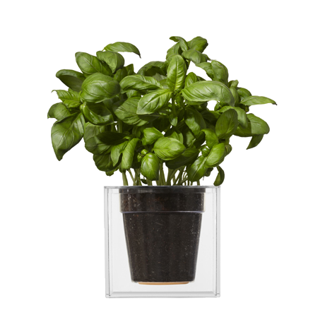 BOSKKE CUBE, LARGE