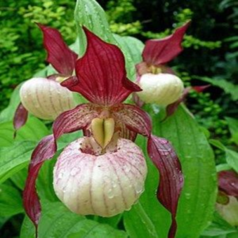 ������� ����������� ������