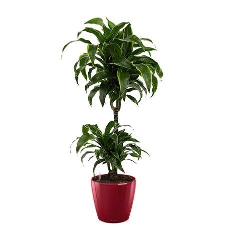 ������� ������ + CLASSICO LS 35