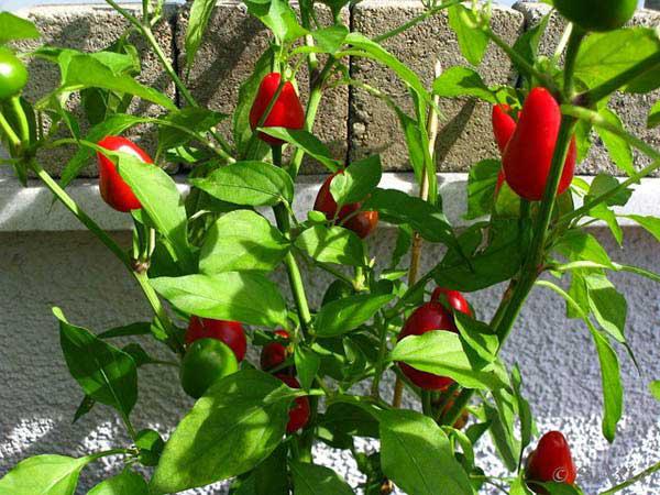 �������� (�����) ����� 25/10