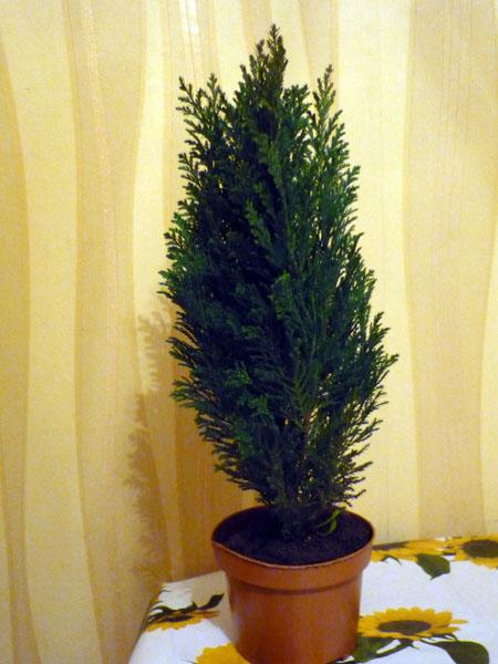 ����������� ������� 25/9