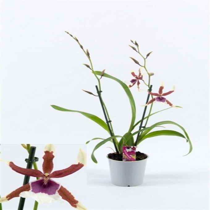 ������� ������� �������� ��������