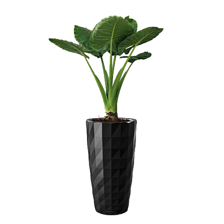 �������� �������� + ����� DIAMANTE 40