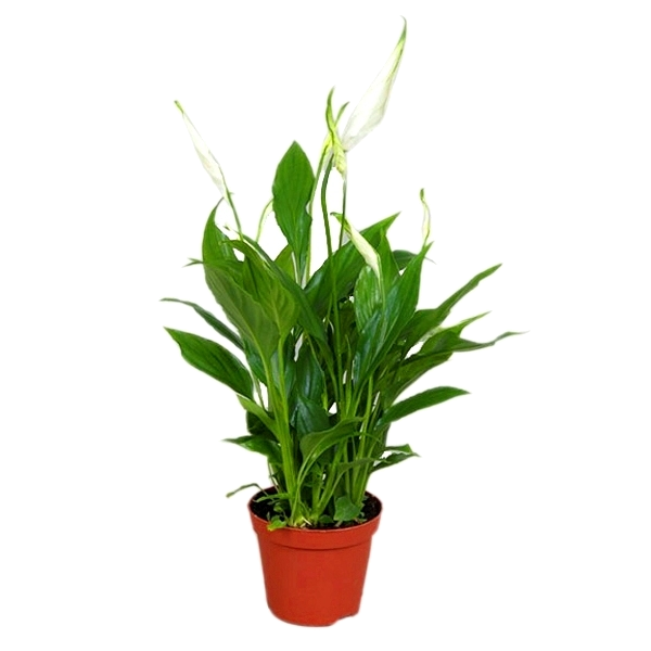 ����������� ���� ���� 55/13