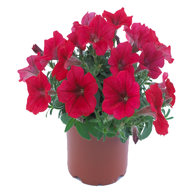 �������� (H) ���� 45/23