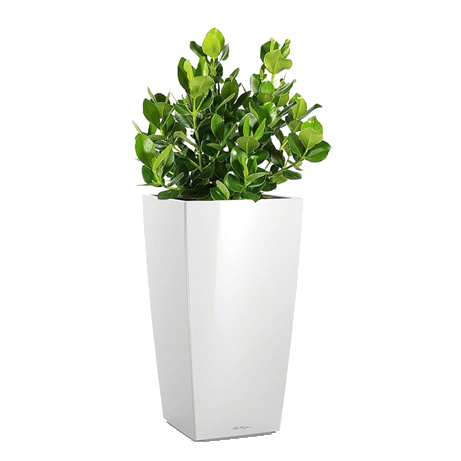 ������ + CUBICO 30