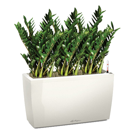 ������������ ������������ + CARARO