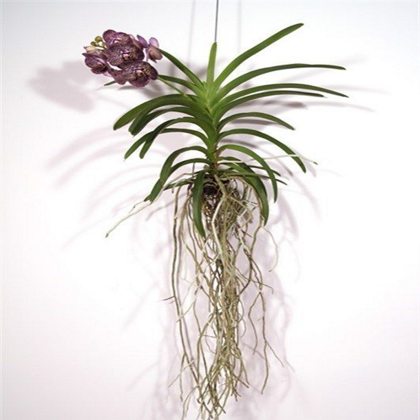 ������� ����� ����� ���� (���������)