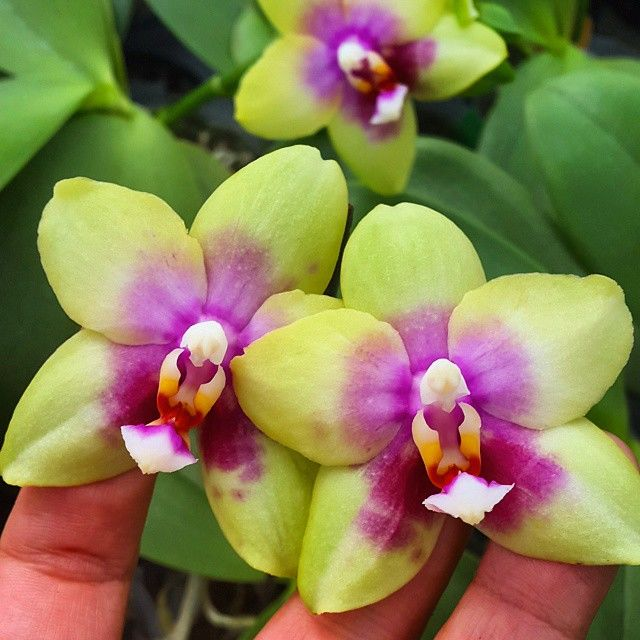 ������� ���������� ��������� KSM 051