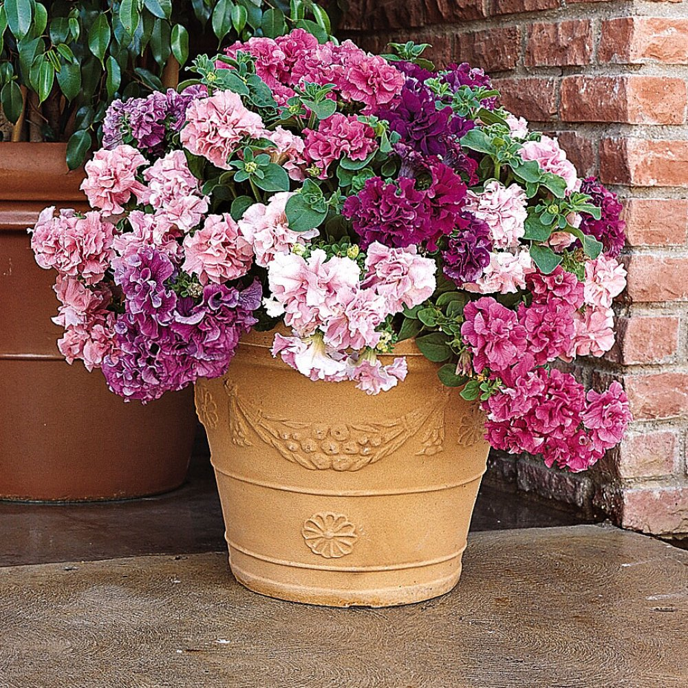 ������ ���� 20/10