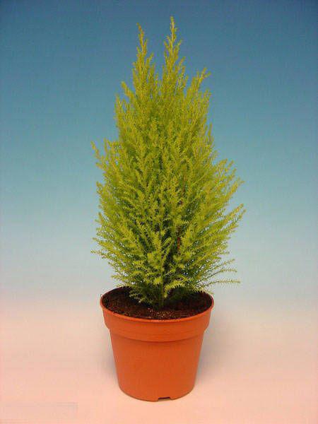 ������� ��������� ����� 40/8