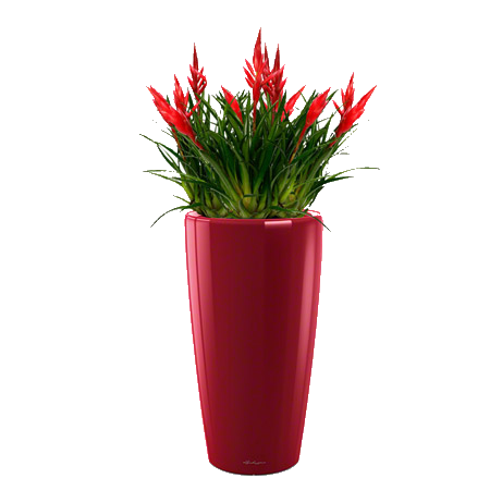 ������� ������ + RONDO 32