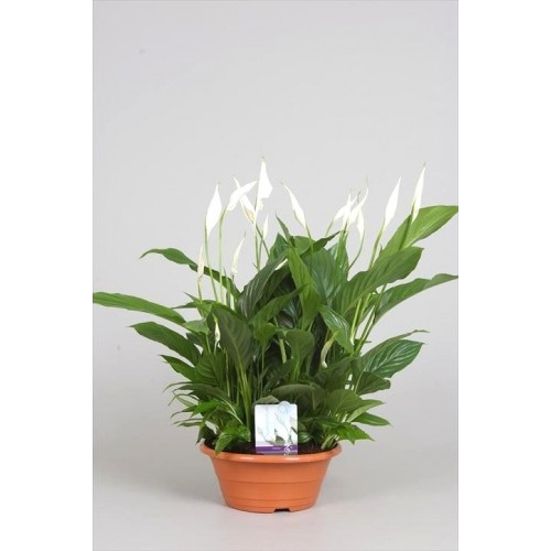 ����������� ������� 35/13