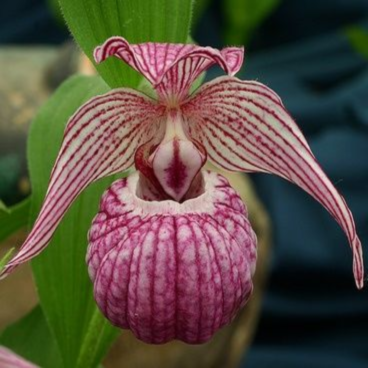 ������� ����������� ���������