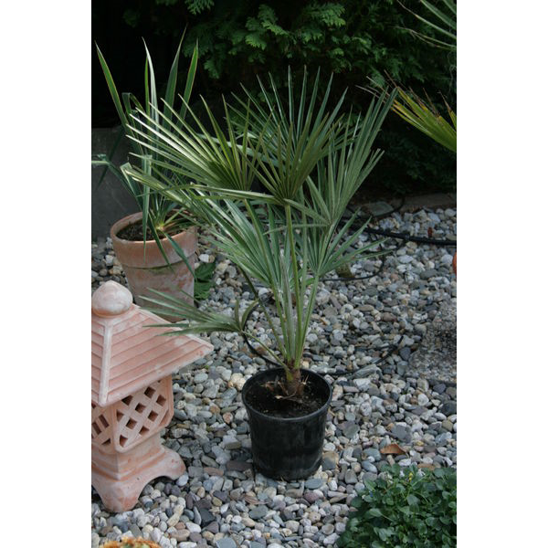 ��������� ������������ 75/17