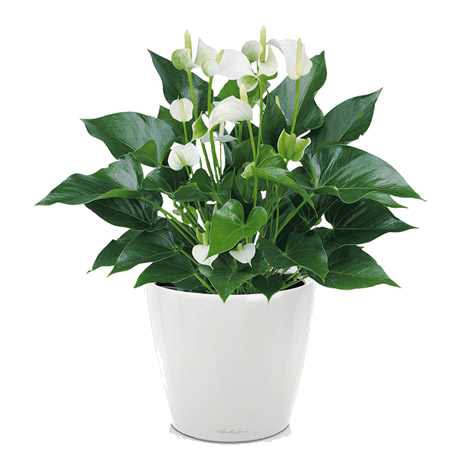 �������� ������� ����� + ����� Classico LS 21