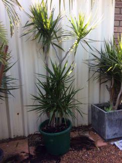 ������� ������ ����� 45/12