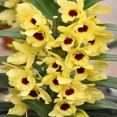 ������� ���������� ������ ���� ����